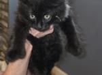 Maine Cooon - Maine Coon Kitten For Sale - Marshall&comma; VA&comma; US