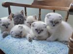 Litter B - Scottish Straight Kitten For Sale - Wellesley&comma; MA&comma; US