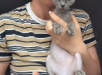 Blue - Devon Rex Kitten For Sale - Brooklyn&comma; NY&comma; US