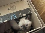 Siamese kittens - Siamese Kitten For Sale - Barre&comma; MA&comma; US