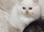 Sade litter - Siberian Kitten For Sale - Duncansville&comma; PA&comma; US