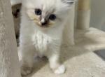Blue Male Ragdoll Kitten - Ragdoll Kitten For Sale - Ocala&comma; FL&comma; US