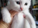 Gucci - Scottish Fold Kitten For Sale - New York&comma; NY&comma; US