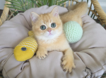 Cassia - British Shorthair Kitten For Sale - TN&comma; US