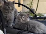 Julius Cesar - Maine Coon Kitten For Adoption - Cocoa&comma; FL&comma; US