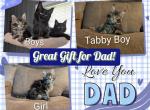 Fireworks Crew - Maine Coon Kitten For Sale - Vidalia&comma; GA&comma; US