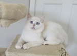 Ava - Scottish Straight Kitten For Sale - TN&comma; US