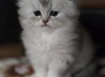 Coco - Scottish Fold Kitten For Sale - New York&comma; NY&comma; US