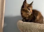 Giselle - Maine Coon Kitten For Sale - 