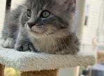 Casey - Maine Coon Kitten For Sale - Wilmington&comma; DE&comma; US