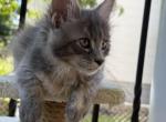 Casey - Maine Coon Kitten For Sale - Wilmington&comma; DE&comma; US