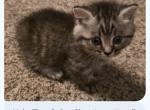 No name - Munchkin Kitten For Sale - Cherokee&comma; KS&comma; US