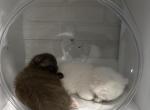 Mark - Scottish Fold Kitten For Sale - New York&comma; NY&comma; US