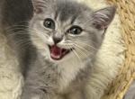 Avrora - Scottish Straight Kitten For Sale - New York&comma; NY&comma; US
