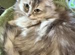 Apple - Persian Kitten For Sale - San Gabriel&comma; CA&comma; US