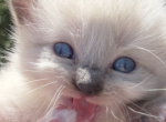 Urban - Ragdoll Kitten For Sale - New York&comma; NY&comma; US