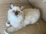 Ragdoll Kittens - Ragdoll Kitten For Sale - 
