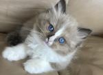 Ragdoll - Ragdoll Kitten For Sale - San Diego&comma; CA&comma; US