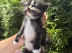 Vinny - Scottish Straight Kitten For Sale - New York&comma; NY&comma; US