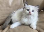 Ragdoll Kitten - Ragdoll Kitten For Sale - San Diego&comma; CA&comma; US