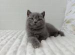 Vincent - Scottish Straight Kitten For Sale - New York&comma; NY&comma; US
