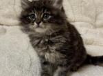 Fluffy - Domestic Kitten For Sale - 