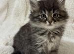 Girl - Domestic Kitten For Sale - Battle Ground&comma; WA&comma; US