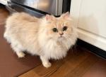 Aurora - Brazilian Shorthair Cat For Sale/Retired Breeding - 