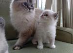Bella of Reddington Ragdolls - Ragdoll Kitten For Sale - Annapolis Junction&comma; MD&comma; US
