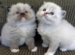 Bella of Reddington Ragdolls - Ragdoll Kitten For Sale - Annapolis Junction&comma; MD&comma; US