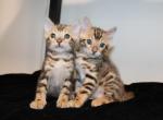 Kai and Kody - Bengal Kitten For Sale - Valparaiso&comma; IN&comma; US