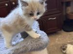 STELLA BLUE - Ragdoll Kitten For Sale - Brookings&comma; OR&comma; US