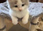PEEKA BLUE - Ragdoll Kitten For Sale - Brookings&comma; OR&comma; US