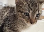 no name - American Shorthair Kitten For Sale - 