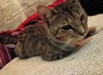 Romeo - Domestic Cat For Adoption - Bryn Mawr&comma; WA&comma; US