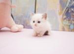 Kiki - Ragdoll Kitten For Sale - San Jose&comma; CA&comma; US