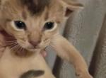 Blue is for Boys - Abyssinian Kitten For Sale - Plymouth&comma; WI&comma; US