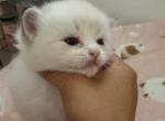 Pearl - Ragdoll Kitten For Sale - Monrovia&comma; CA&comma; US