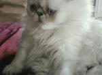 Pixie and Gigolo - Persian Kitten For Sale - 