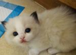 Phoenix - Ragdoll Kitten For Sale - Monrovia&comma; CA&comma; US