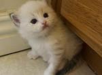 Camellia - Ragdoll Kitten For Sale - Monrovia&comma; CA&comma; US
