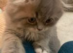 Persian Scottish Fold Litter - Scottish Fold Kitten For Sale - Surprise&comma; AZ&comma; US