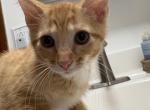 no name yet - Domestic Kitten For Sale - 