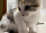 not named - American Shorthair Kitten For Sale - Reading&comma; PA&comma; US