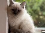 Rascal 10 weeks OLD - Ragdoll Kitten For Sale - Stevens&comma; PA&comma; US