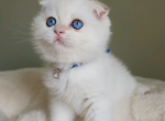 Isadora - Scottish Fold Kitten For Sale - Peekskill&comma; NY&comma; US