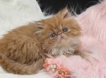 Rate Garfield sister red and white - Persian Kitten For Sale - Palm Coast&comma; FL&comma; US