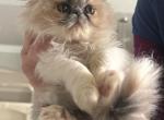 Tatiana - Persian Kitten For Sale - Oklahoma City&comma; OK&comma; US