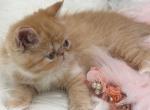 Red and white exotic female - Exotic Kitten For Sale - Palm Coast&comma; FL&comma; US
