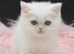 Exotic dollface solid white female - Exotic Kitten For Sale - Palm Coast&comma; FL&comma; US